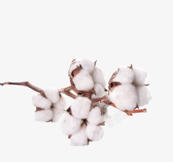 白色木棉花盛开的木棉花高清图片