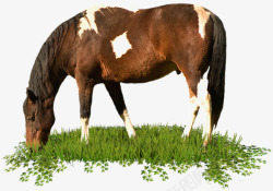 马背影草丛上吃草的马高清图片