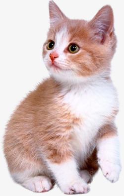 可爱加萌的小猫咪素材