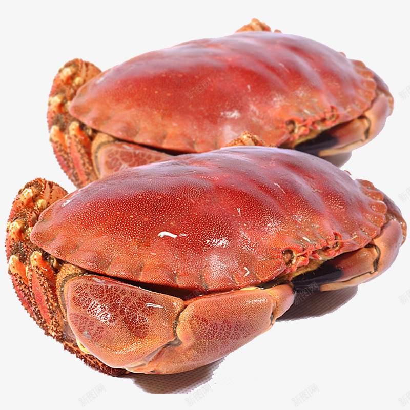 珍宝螃蟹png免抠素材_88icon https://88icon.com 产品实物 大螃蟹 螃蟹 面包蟹 黄金蟹