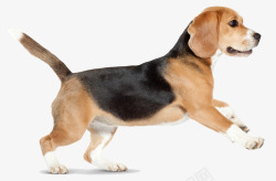 站立奔跑的狗卡通奔跑的狗高清图片