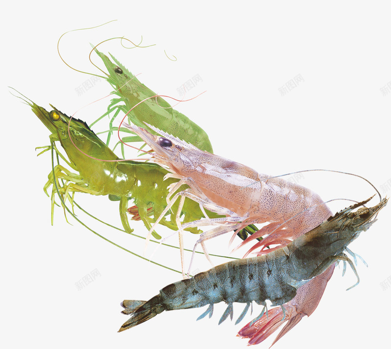 海鲜产品png免抠素材_88icon https://88icon.com PNG素材 基围虾 海鲜 生物 食物