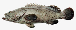 生鲜贝类食品深海石斑鱼高清图片