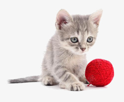 彩色的猫猫咪玩毛线球高清图片