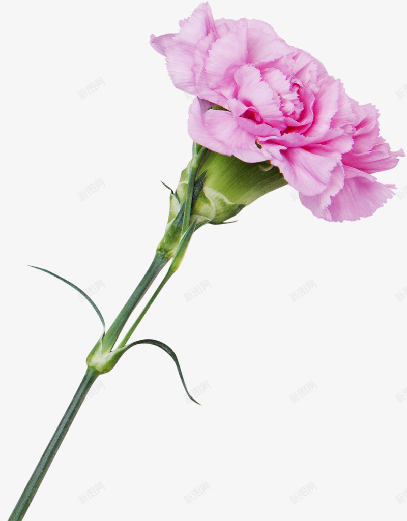 粉色感恩母亲节康乃馨鲜花png免抠素材_88icon https://88icon.com 一枝粉色康乃馨 妈妈谢谢你 康乃馨 感恩 母亲节 粉色 花朵 鲜花