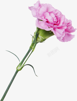 粉色康乃馨粉色感恩母亲节康乃馨鲜花高清图片