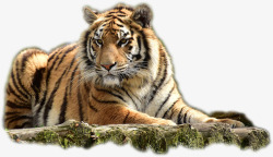 坐下的老虎趴在木头上的老虎高清图片