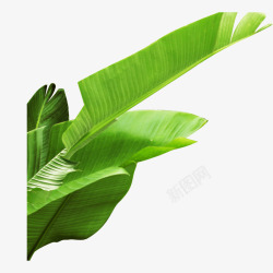 各种形状的叶子装饰图安嫩绿色叶子高清图片