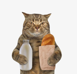 一瓶宠物小猫拿着一瓶牛奶和一袋面包高清图片