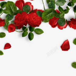 散落的叶子情人节装饰红色玫瑰花高清图片
