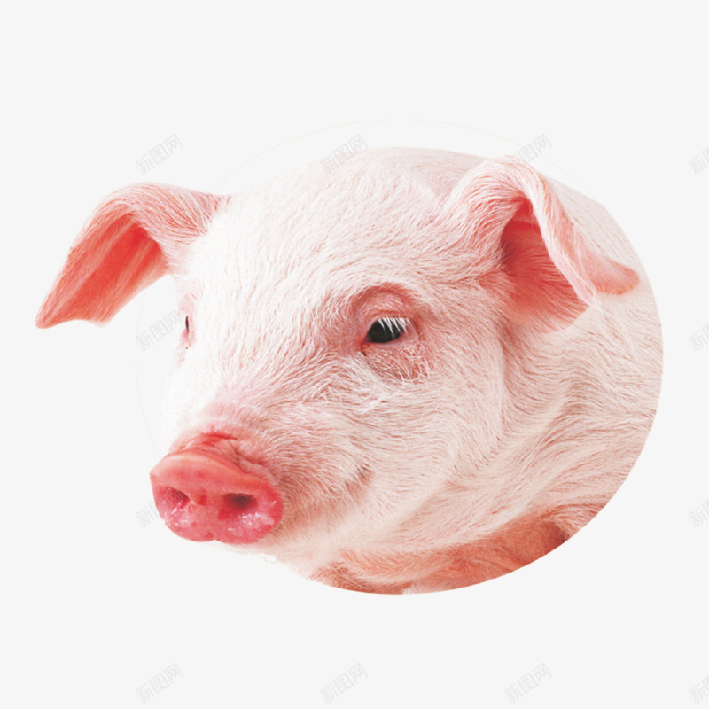小猪装饰png免抠素材_88icon https://88icon.com 动物 小猪 猪 猪头 矢量装饰 装饰