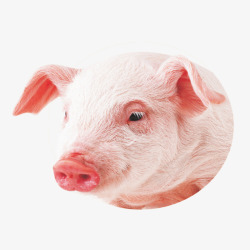 猪头装饰小猪装饰高清图片