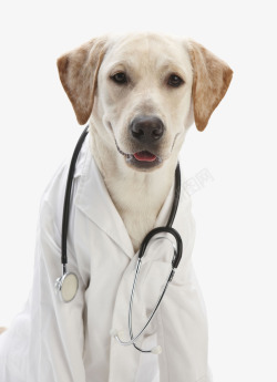 女宠物医生拟人拉布拉多犬高清图片
