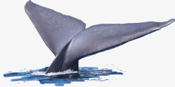 创意合成摄影鲸鱼的尾巴素材