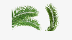 绿色椰树椰树片高清图片