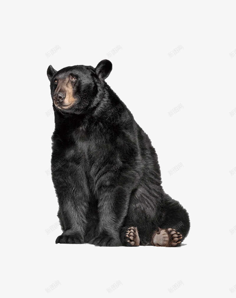 黑色的狗熊png免抠素材_88icon https://88icon.com 动物 哺乳动物 狗熊 生物 野生动物 黑熊 黑色的熊