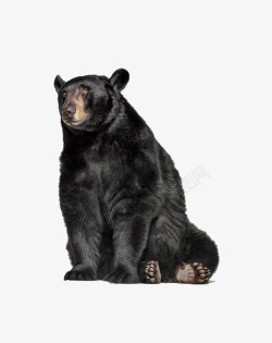 黑熊野生动物黑色的狗熊高清图片