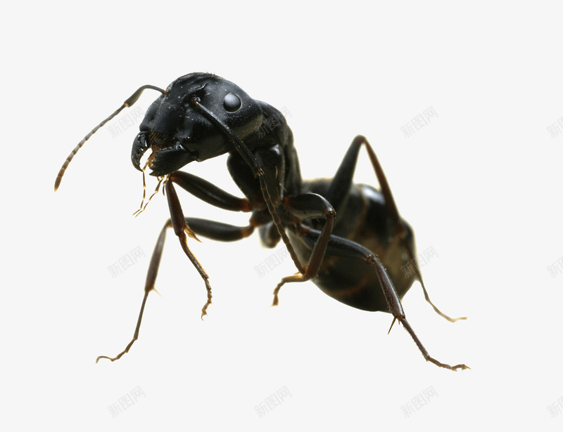 一小只蚂蚁png免抠素材_88icon https://88icon.com 动物 动物世界 动物园 励志蚂蚁 实物 昆虫 生物 蚂蚁 蝼蚁