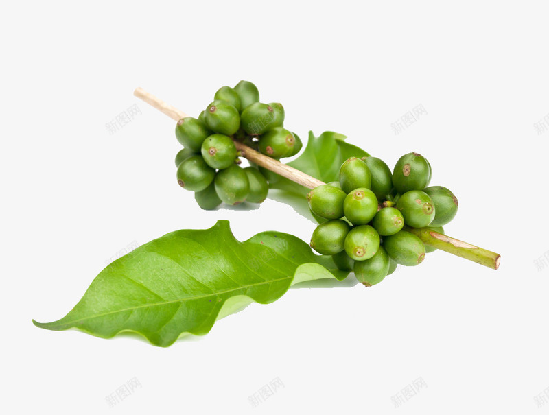 咖啡豆子png免抠素材_88icon https://88icon.com 可可豆 咖啡 种子 绿叶 绿色 美式咖啡 食材原料 食物原料 餐饮美食 饮料酒水 香醇
