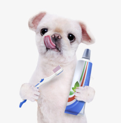 刷牙宠物小狗拿着牙刷和牙膏实物高清图片