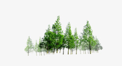绿色的松树很多松树高清图片