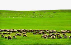 草原上草原上的羊群高清图片