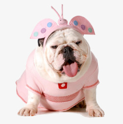 玩球的小狗粉色衣服小狗高清图片