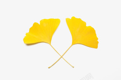 水彩秋叶创意黄色银杏叶高清图片