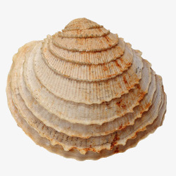 蜗牛壳纹路贝壳高清图片