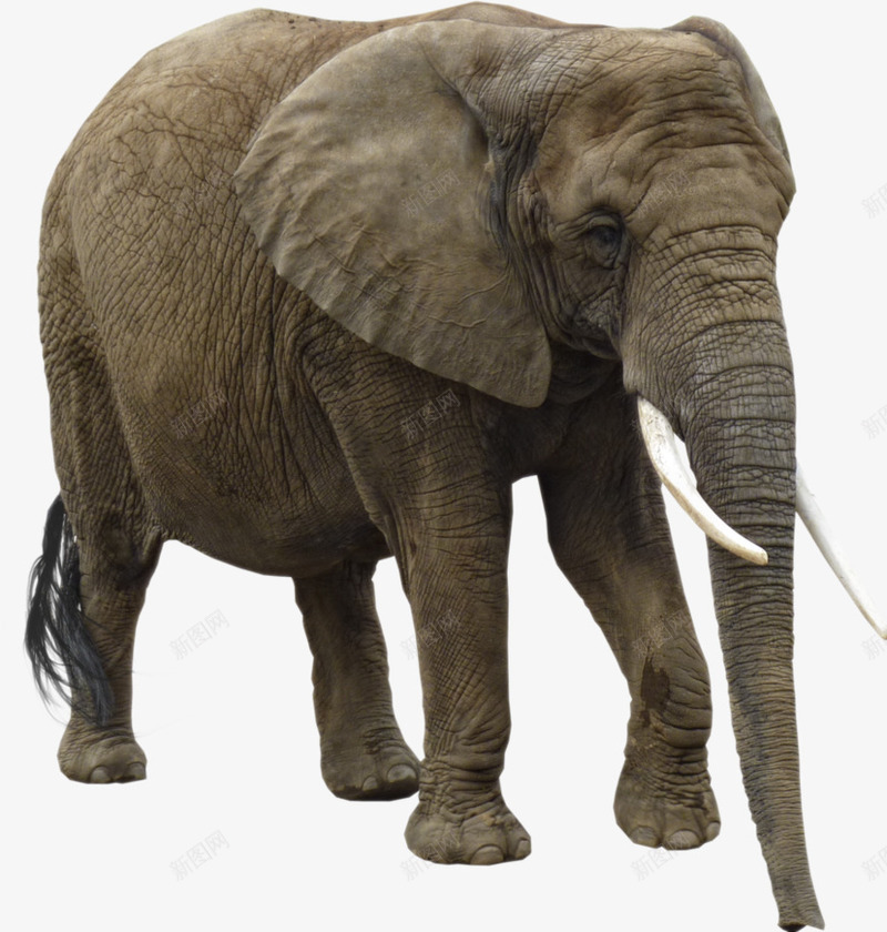 动物园大象png免抠素材_88icon https://88icon.com 侧面大象 动物园 大象