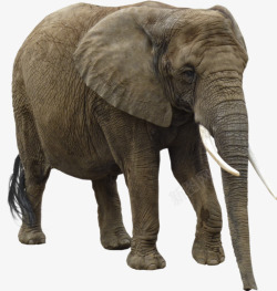 动物园大象素材