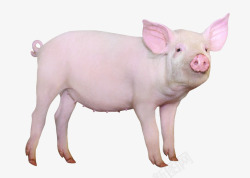 家畜动物仰望的猪高清图片