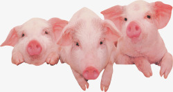 年末装修猪饲料售卖粉色猪排成一素材