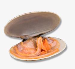 鲜活贝壳蛤蜊鲜活抠图高清图片