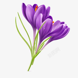紫色大气手绘紫色藏红花高清图片