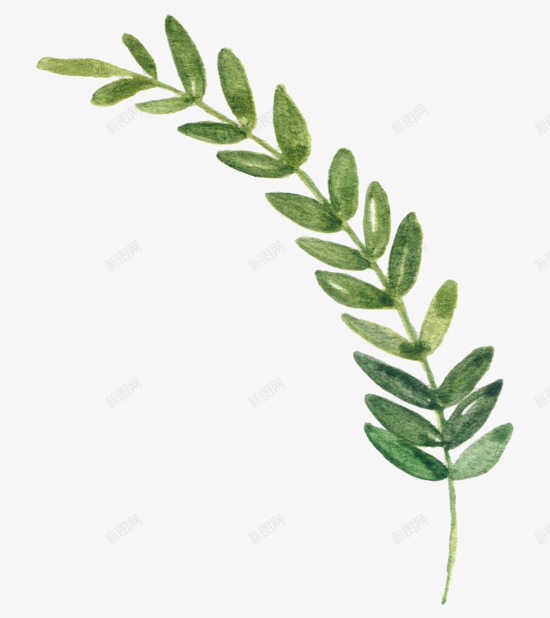 绿色叶子png免抠素材_88icon https://88icon.com 叶子 婚庆素材 婚恋装饰 手绘 树叶 绿色