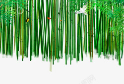 野外绿色竹林素材