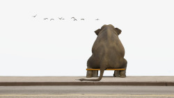 坐着的大象孤独的大象高清图片