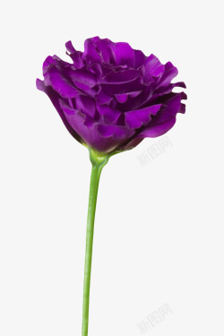 紫色有观赏性盛开的一朵大花实物素材