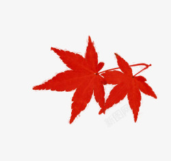 秋季树上红色树叶图片红色枫叶高清图片