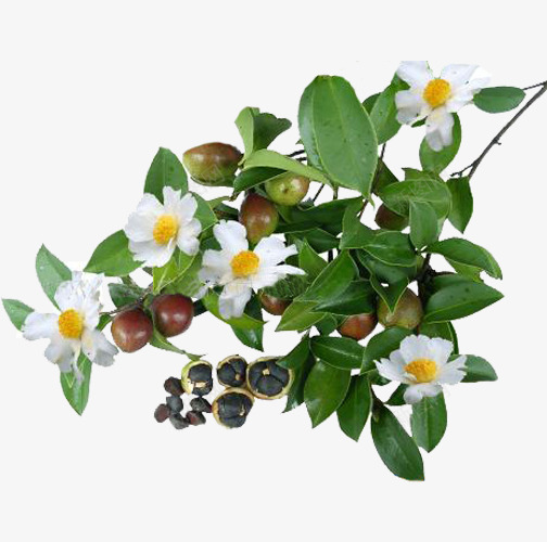 山茶果果实png免抠素材_88icon https://88icon.com 丰收 健康 山茶果 山茶花 新鲜 植物 纯天然 绿色 野生