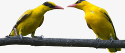 两只黄鹂鸟素材