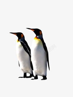 南极的寒冷两只企鹅高清图片