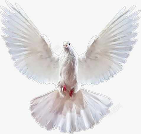 展翅飞翔的白色和平鸽png免抠素材_88icon https://88icon.com 动物 和平鸽 展翅 飞翔 国庆节 白色 鸽子 鸟类
