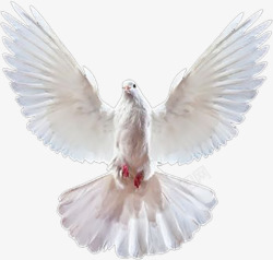 国庆节白色和平鸽飞翔素材