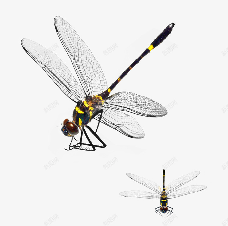 蜻蜓png免抠素材_88icon https://88icon.com 会飞的动物 翅膀 蜻蜓 黄色蜻蜓