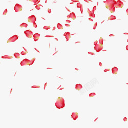 飘飘扬扬的粉红色花瓣雨素材