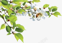 绿色樱桃枝叶白色清新树叶花朵高清图片
