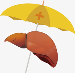 肝脏肝脏保护伞的高清图片