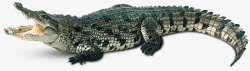 水生动物水生鳄鱼高清图片